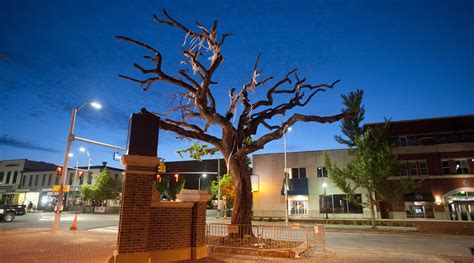 auburn poisoned trees radio|toomer's tree poisoning.